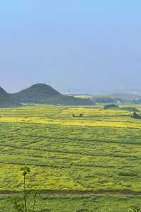 折疊時空的黃金勝景｜羅平油菜花經典路線