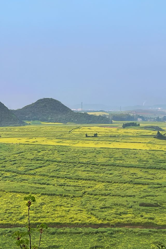 折疊時空的黃金勝景｜羅平油菜花經典路線