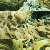 深圳大澳灣：浮潛與趕海嘅夢幻之境