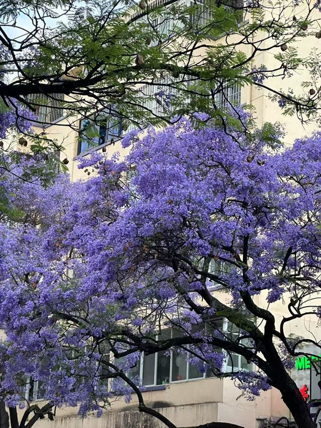 昆明藍花楹太好拍啦