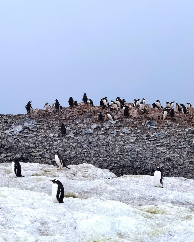 登陸南極龍尼島