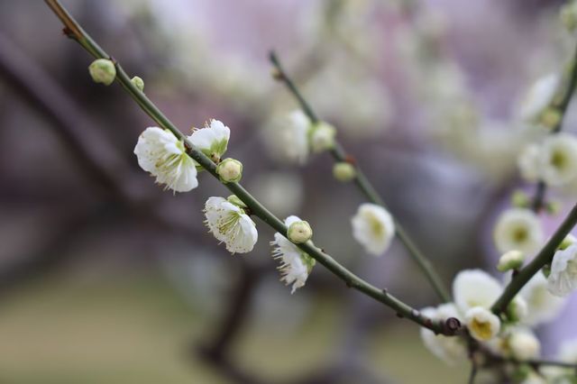 尋香東湖畔，探秘武漢小梅嶺花漾世界