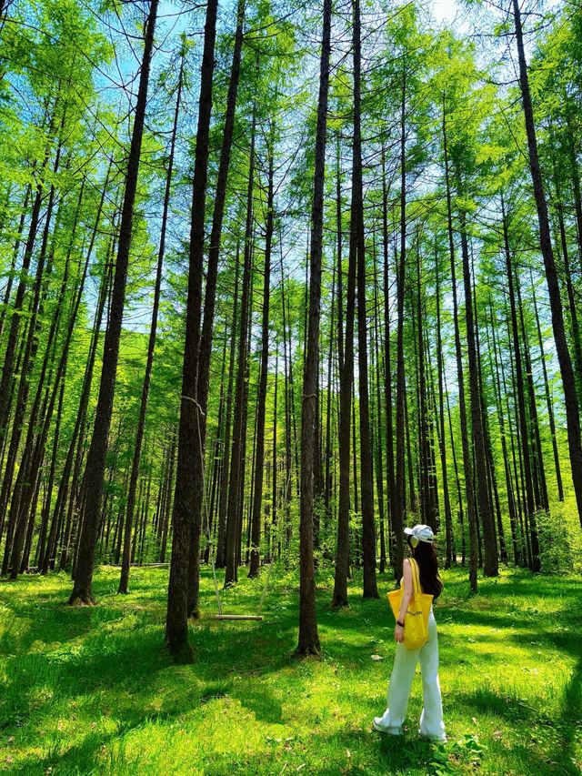 私藏仙境！秋天唔逼人嘅「楓」狂玩法，影相放上網被問到爆！