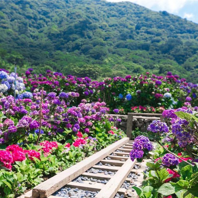 初夏台灣旅行必去的浪漫繡球花田