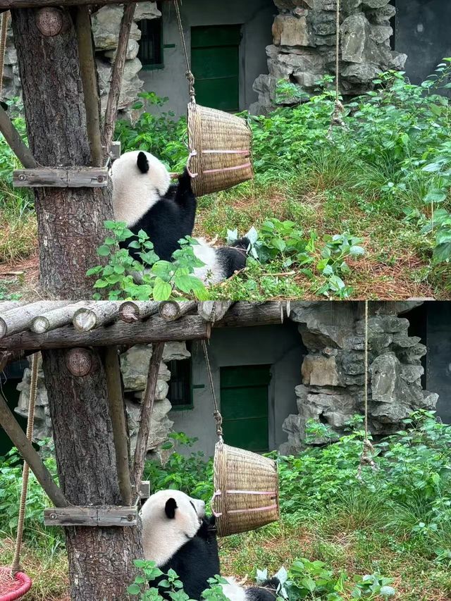 走進安吉與熊貓互動