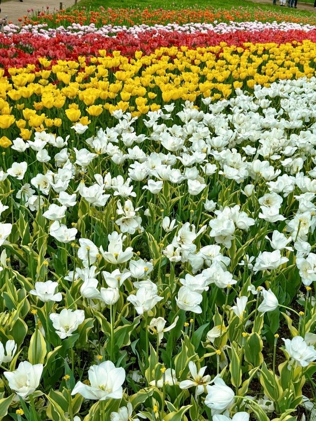 東京國營昭和紀念公園交通全攻略：奔赴萬株花海的愜意之旅