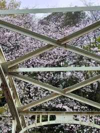 東京飛鳥山公園交通攻略：邂逅雨中童話與浪漫櫻花 