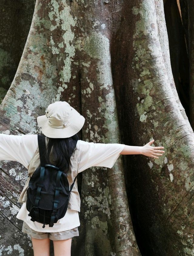 泰國考艾國家公園交通攻略｜探秘隱世森林秘境
