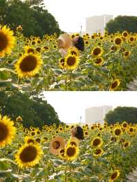 救命！深圳這片向日葵花海美到像走進梵高的畫布裡🌻光明歡樂田園的金色浪漫已開播，速來打卡！