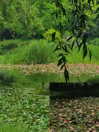 虎丘濕地公園睡蓮實況🪷美到失語！！！