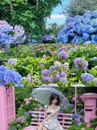 เผลอเดินเข้ามาในสวนดอกไม้โมเน่ที่หยางโจว