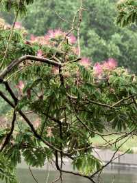 雨中漫遊圓明園，邂逅合歡花與荷花的詩意