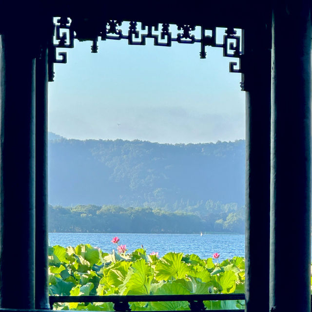 曲院風荷｜清晨6點的荷塘獨享時刻，錯過湛碧樓卻邂逅網紅金魚