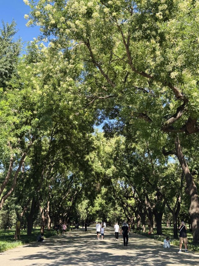 天壇西天門的林蔭道，好美