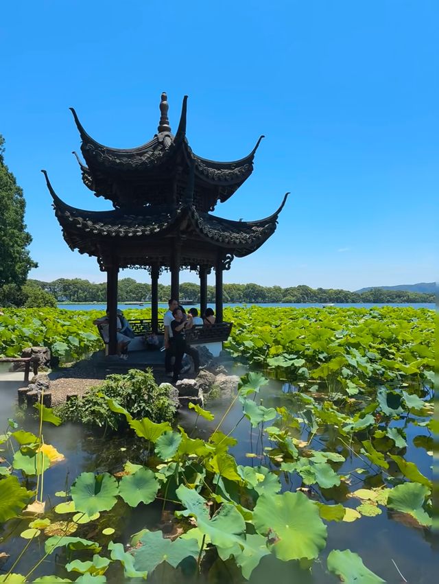 杭州賞荷最佳去處