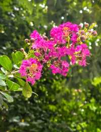 紫薇，獨佔芳菲當夏景，不將顏色託春風
