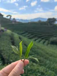 漫山茶香拍照聖地