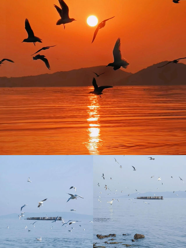 #太湖觀鳥最佳點位出爐  蘇州太湖限定浪漫！海鷗、夕陽、燈塔全攻略  ------  追鷗路