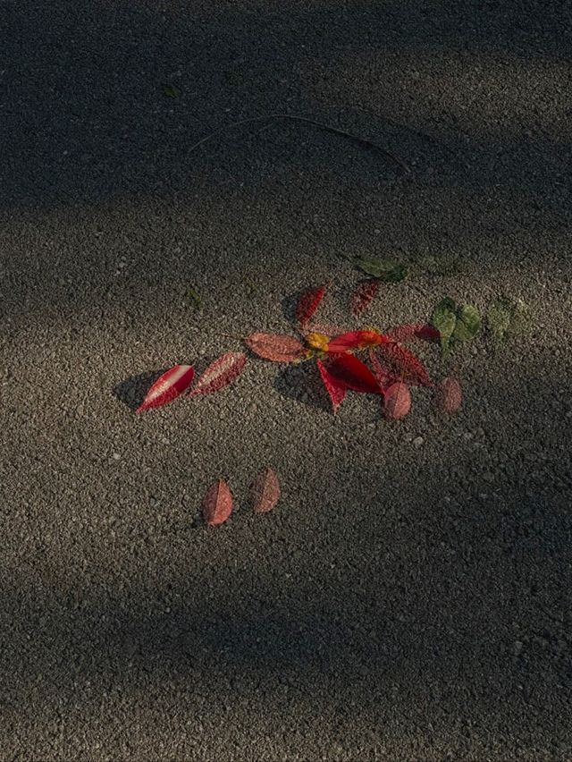 長沙高階"撿秋"地圖收藏3種截然不同的秋日浪漫