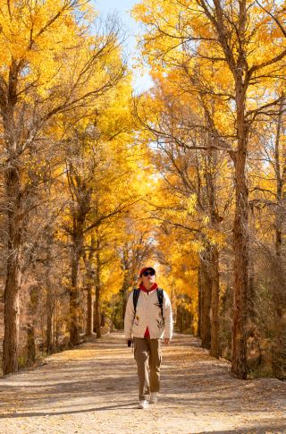 西北秋色天花板！酒泉金塔胡楊林把秋天揉碎成金色海