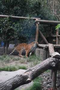 錯峰逛動物園太有感覺了
