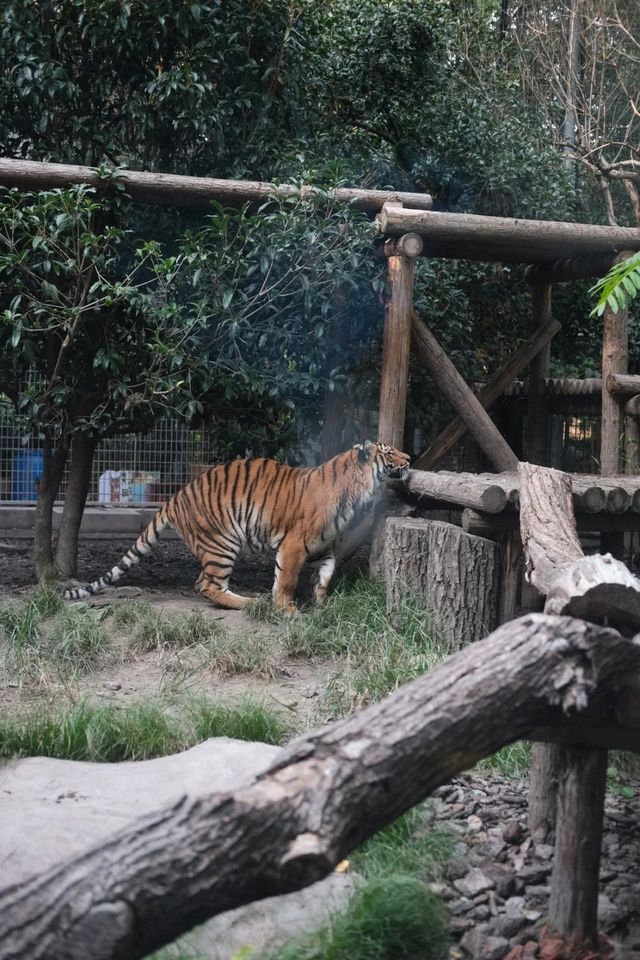 錯峰逛動物園太有感覺了
