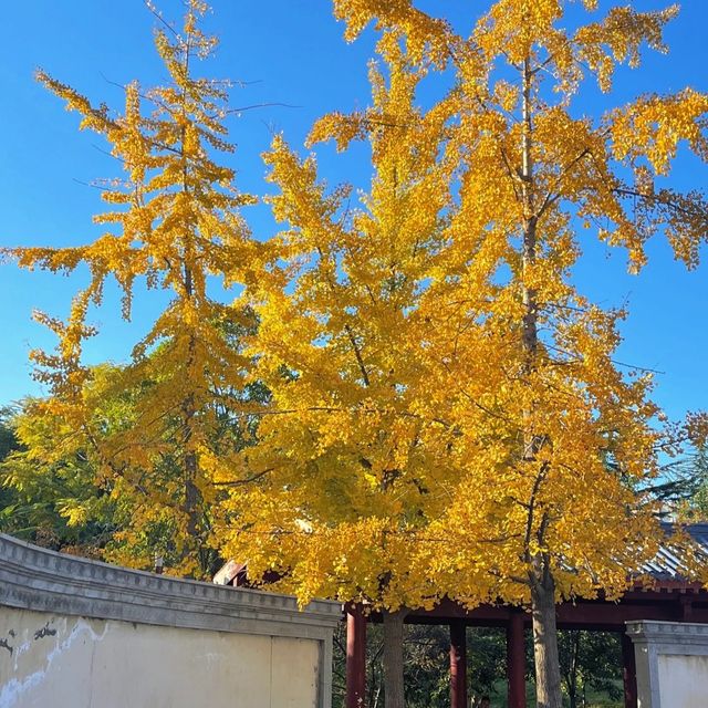 秋意濃情，邂逅洛神公園的詩意時