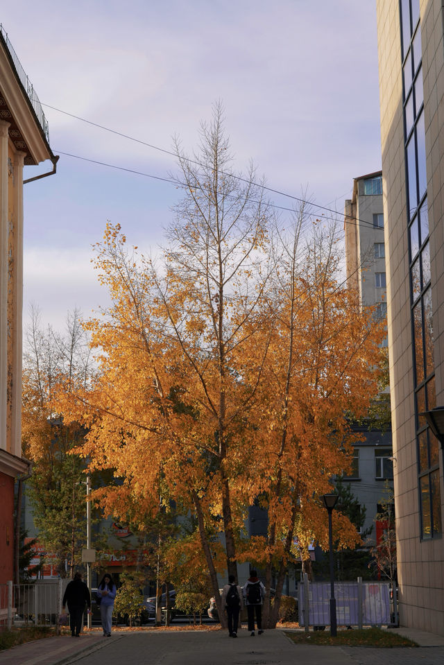 在蒙古國追到了一場盛大的秋天