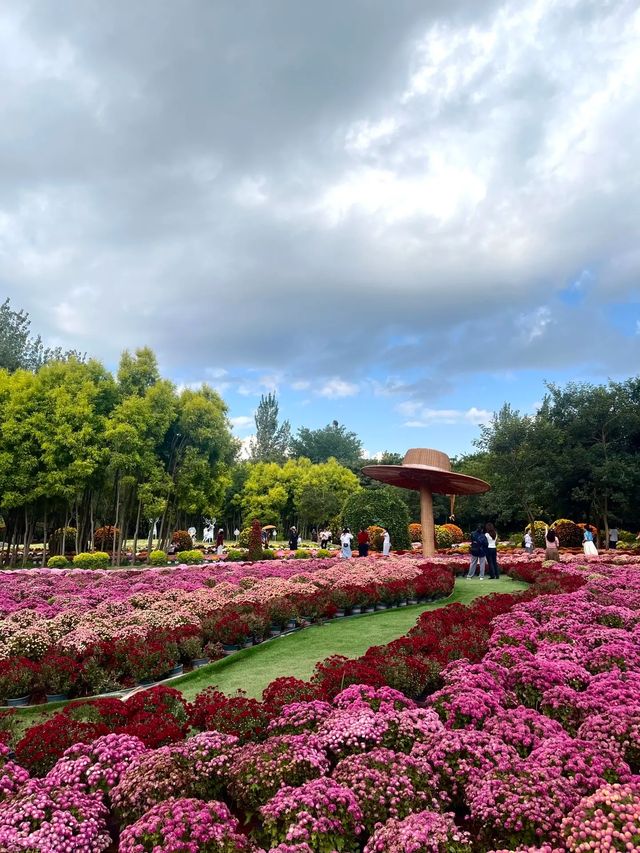 秋末限定!西昌菊園開好了,這波“菊”美暴擊請小夥伴查收~ 秋末限定!西昌菊園開好了,這波“菊”美暴擊請小夥伴查收~