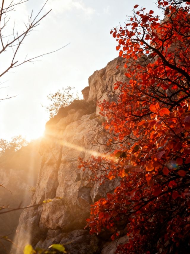 秋日邯鄲古建賞楓