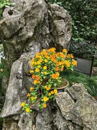 曲水園的菊花展已經幫你們看過了