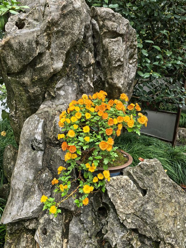 曲水園的菊花展已經幫你們看過了 曲水園的菊花展已經幫你們看過了