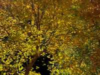 北京南石洋大峽谷｜不必遠赴深山，北京城西就藏著秋日童話。