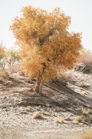 羅布人村寨的秋，是胡楊與沙丘的浪漫合奏