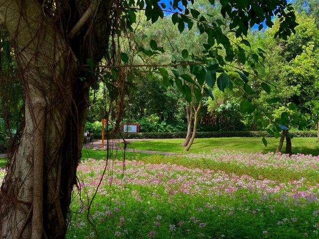 獨享靜謐花海秘境