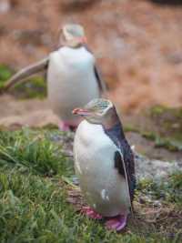 新西蘭南島旅遊走對順序,次回本