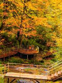 不用塞川西！成都3h直達的油畫彩林秘境