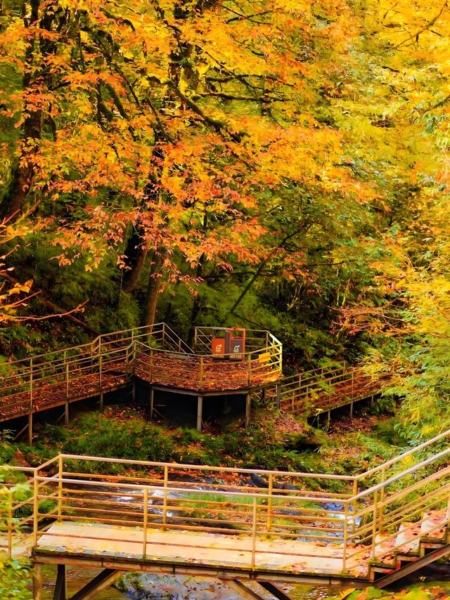 不用塞川西！成都3h直達的油畫彩林秘境