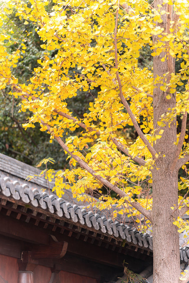 牛首山秋季限定「金」景，已閃亮登場！