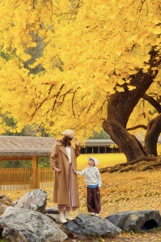 Ahhh! Around Wuhan! This "Golden Sea" is going crazy～