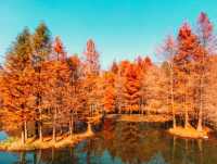 11月賞楓預警人少車少的紅葉秘境首公開！