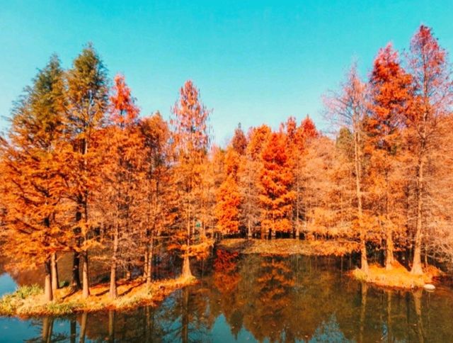 11月賞楓預警人少車少的紅葉秘境首公開！