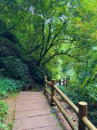 帶娃吸氧去!成都1.5h直達的森林徒步路線