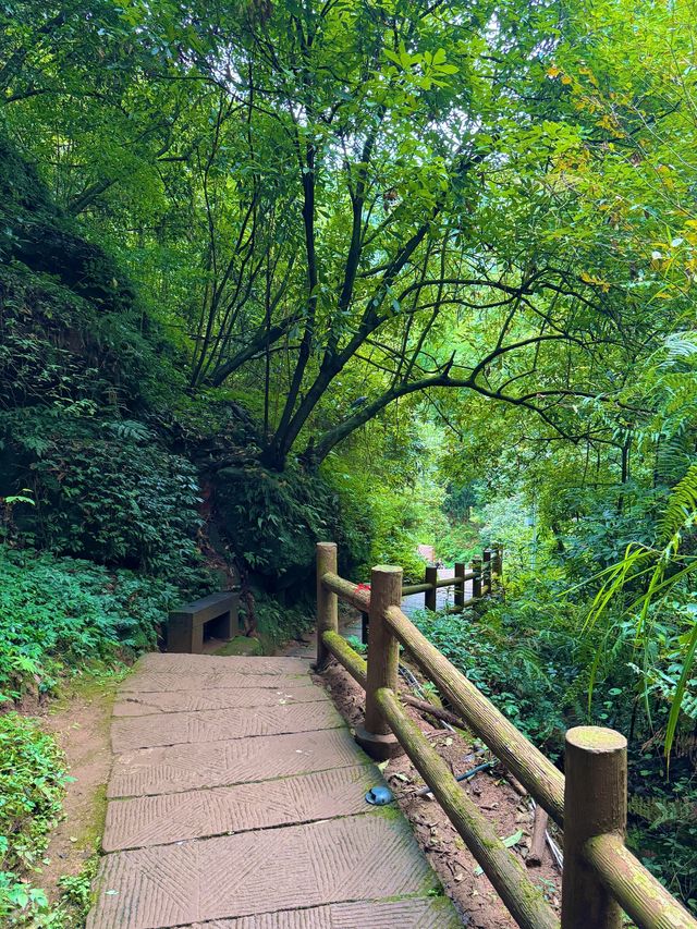 帶娃吸氧去!成都1.5h直達的森林徒步路線