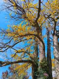 紅葉指南村！這片銀杏林美到犯規