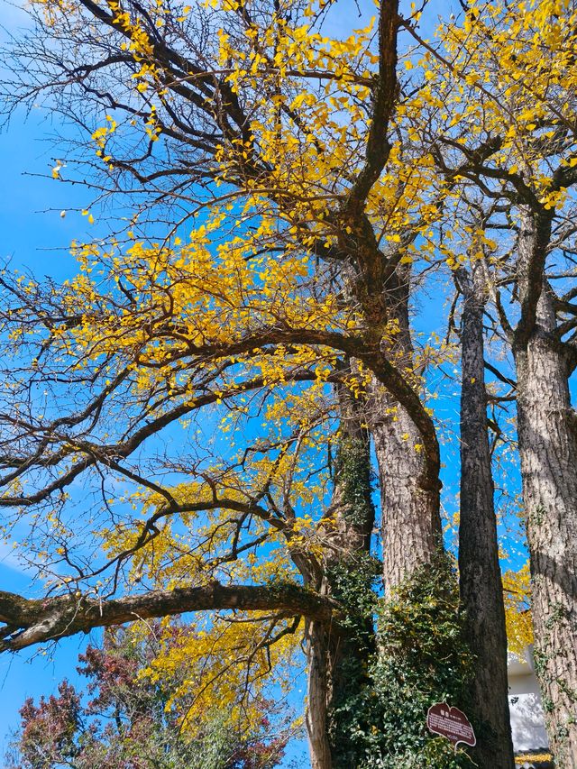 紅葉指南村！這片銀杏林美到犯規