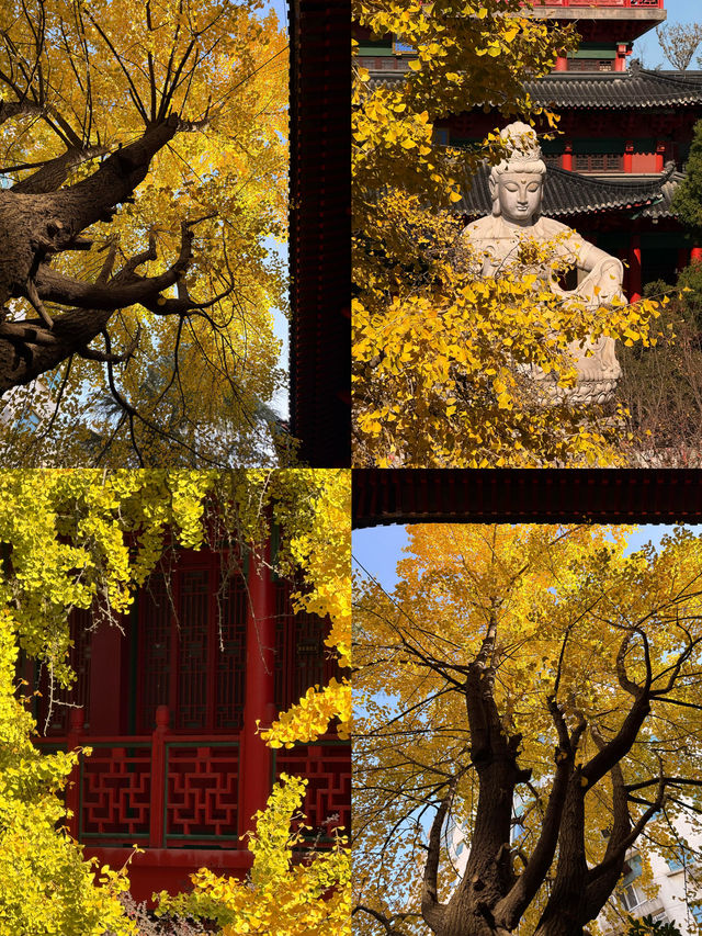 南京銀杏天花板毗盧寺金色風暴美到窒息！