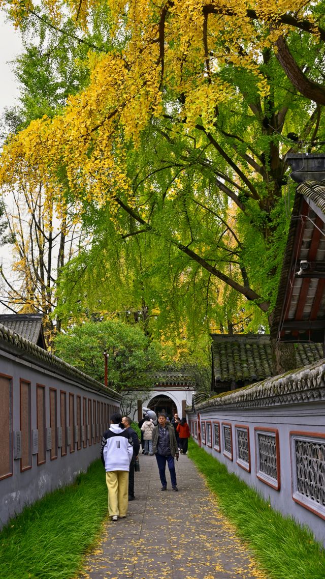 成都 1h，8 元的秋日崇州罨畫池，人間值得