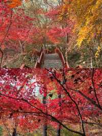 南京棲霞山秋日行｜漫山紅葉浸染金陵，邂逅最詩意的秋天