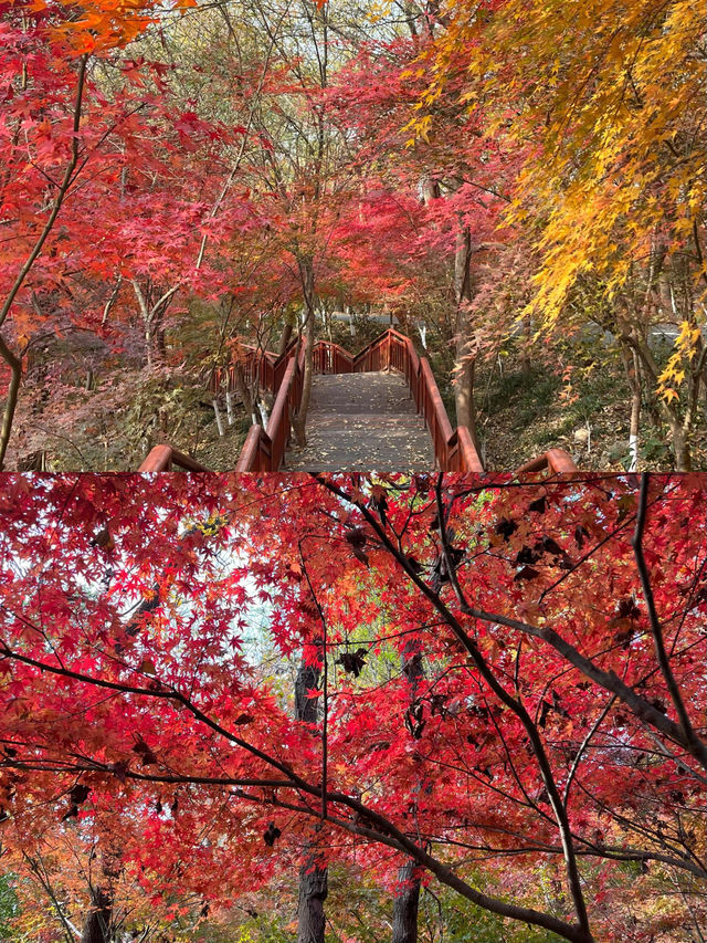 南京棲霞山秋日行｜漫山紅葉浸染金陵，邂逅最詩意的秋天